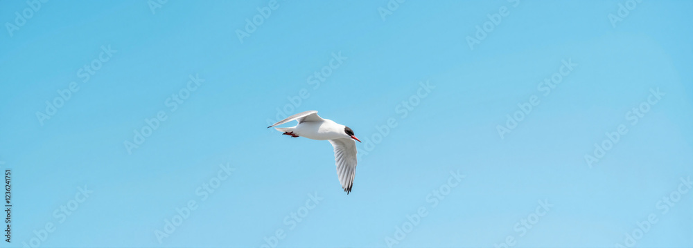 White bird soaring in a clear blue sky White bird soaring in a clear blue sky