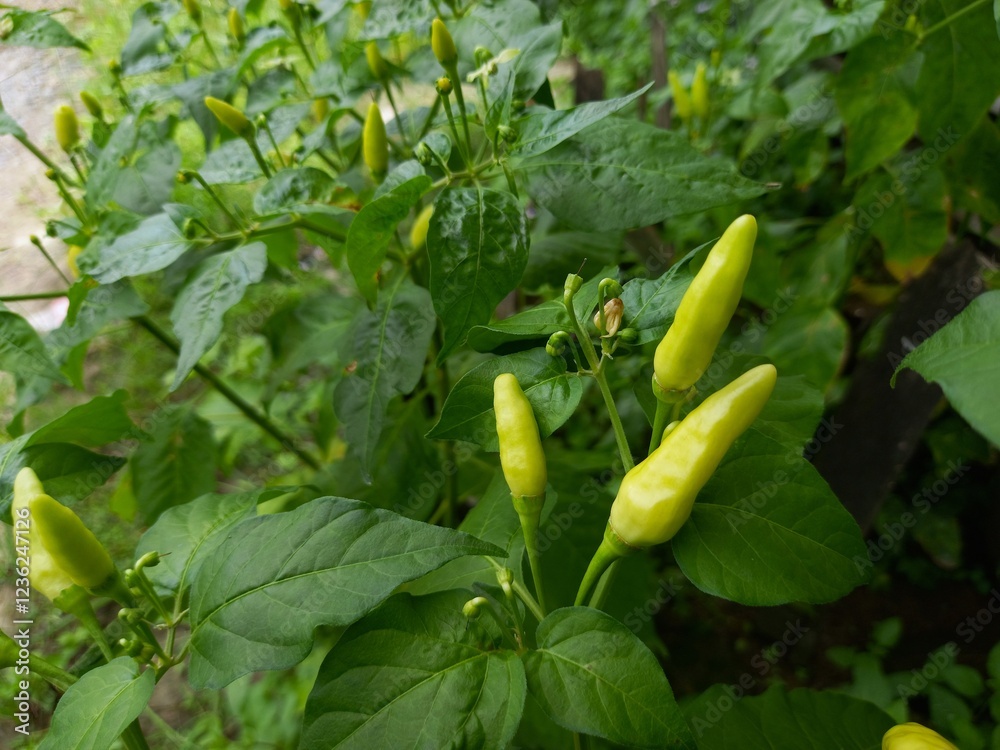 Obraz premium Fresh green chili peppers growing in a chili plantation, showcasing their vibrant color and healthy growth. Captured using a mid-range shot