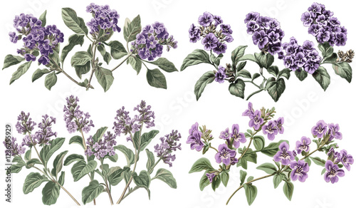 1820s Muted Heliotrope lavender flowers with engraved style, green foliage, vintage textures, botanical illustrations, antique flower art, vintage engraving