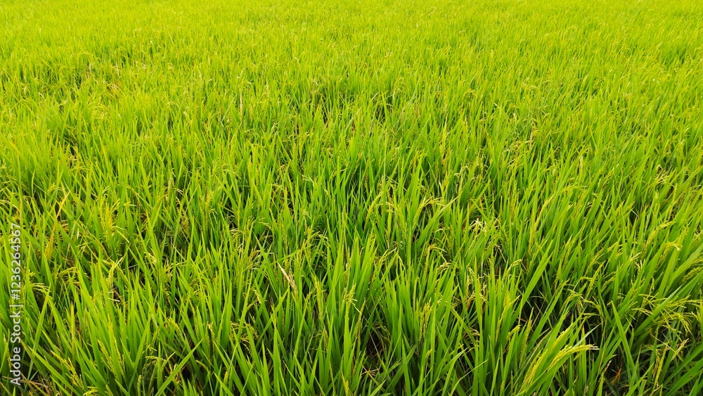 Green rice fild in the morning