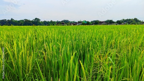 Green rice fild in the morning photo