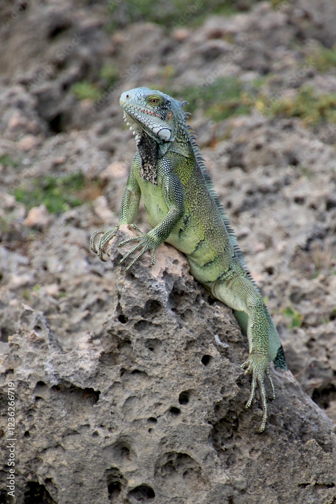 Obraz premium grüner Leguan Curacao