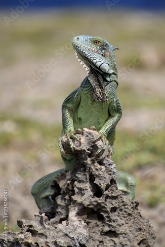 Grüner Leguan Nationalpark Shete Boka, Curacao  photo