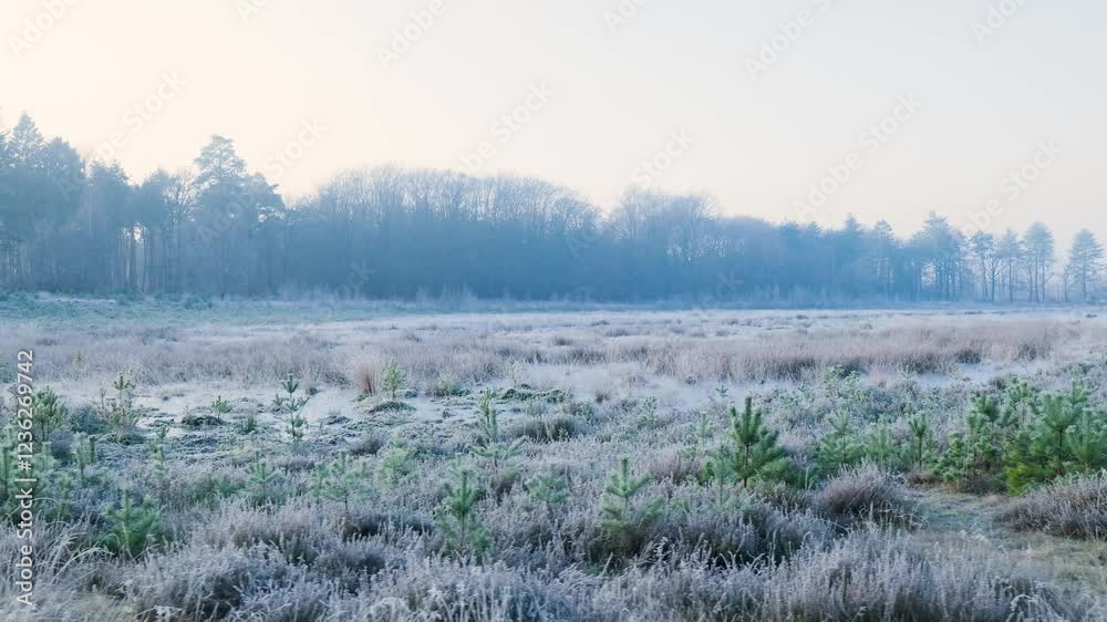 European hare running in a frozen field at dawn European hare running in a frozen field at dawn