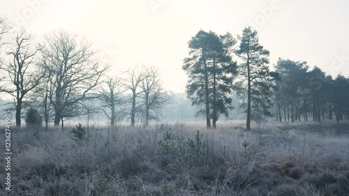 Wallpaper Mural Frosty grassland with trees in winter morning mist Torontodigital.ca