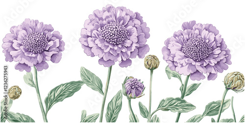 Soft purple Scabiosa flowers with delicate green leaves in a vintage engraving style, old feel, antique floral art, botanical print, vintage botanical illustration, 1900s flower art