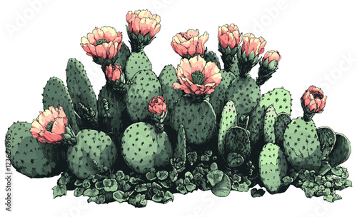 Cactus with earthy green tones and vibrant pink flowers in detailed sketch engraving, succulent home decor, botanical art, vintage style, desert plants