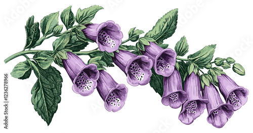 1910s Foxglove with bright purple flowers, vintage engraving style, green leaves, antique botanical print, floral art, nature illustration, vintage home decor, purple floral design.