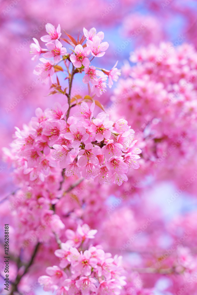 Beautiful Sakura or Cherry Blossom flowers bloom on the high mountain. The famous place of travel attraction destination at Doi Inthanon National Park Chiang Mai, Thailand. Beautiful Sakura or Cherry Blossom flowers bloom on the high mountain. The famous place of travel attraction destination at Doi Inthanon National Park Chiang Mai, Thailand.