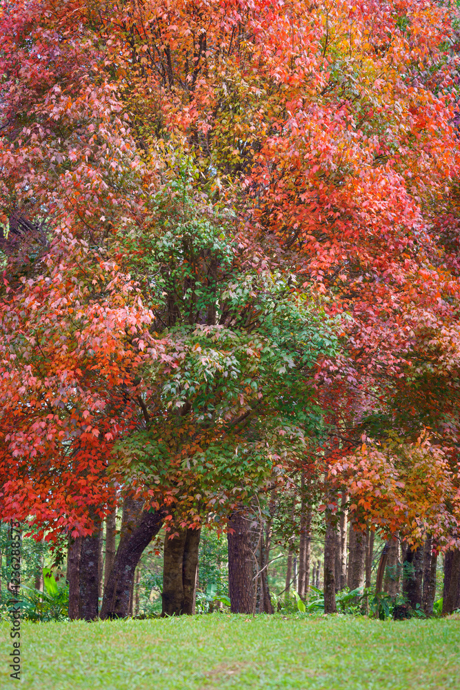 Naklejka premium Beautiful nature of the Maple trees covered with red leaves with the Sakura flowers and trees blooming blossom on the green grass in the park with blue sky. Background freshness of nature.