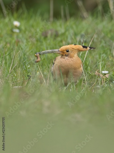Hoopoe in the grass with prey in its beak