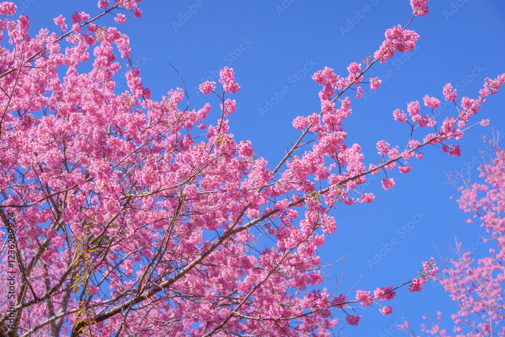 Beautiful Sakura or Cherry Blossom flowers bloom on the high mountain. The famous place of travel attraction destination at Doi Inthanon National Park Chiang Mai, Thailand. Beautiful Sakura or Cherry Blossom flowers bloom on the high mountain. The famous place of travel attraction destination at Doi Inthanon National Park Chiang Mai, Thailand.