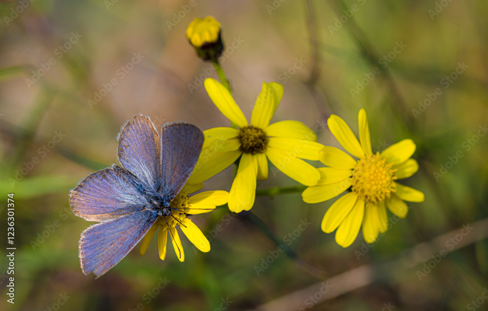 Fototapeta premium polyommatus icarus common blue butterfly on a senecio inaequidens or narrow-leaved ragwort