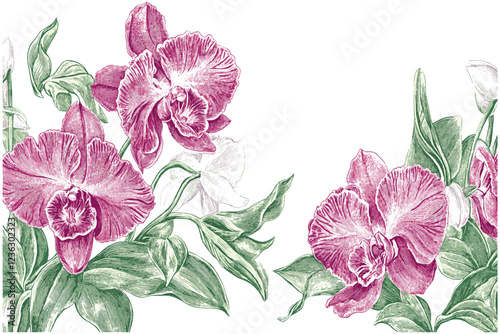 Detailed engraving of 2025 Orchid flowers in deep pink and white, featuring fine details and green leaves, illustrated in an intricate style