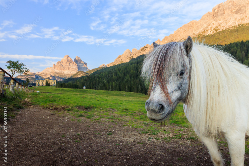 Horse at Misurina lake with tre cime white horse