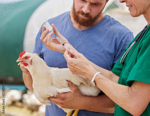 Closeup, people and veterinarian with injection, chicken and poultry farm with healthcare worker. Employees, farmer and professional with needle, agriculture and bird flu vaccine with medical care