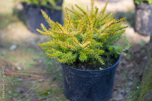 Young fir tree in a black pot on the ground in the garden photo