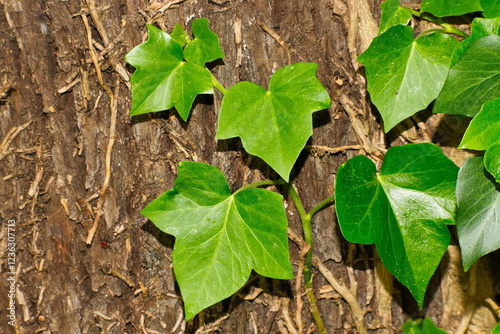 Gemeiner Efeu an einem Baum im Wald photo