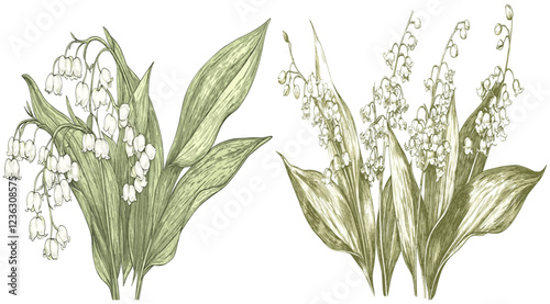 A beautifully detailed and intricate engraving of Lily of the Valley, featuring delicate white flowers with lush green leaves in a refined sketch style