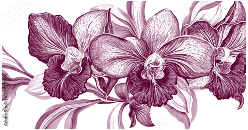 Vintage-style Orchid flowers in deep purple and white, intricately detailed in a 2090s engraving style, adding a graceful, refined touch to any environment, evoking an elegant, timeless beauty.