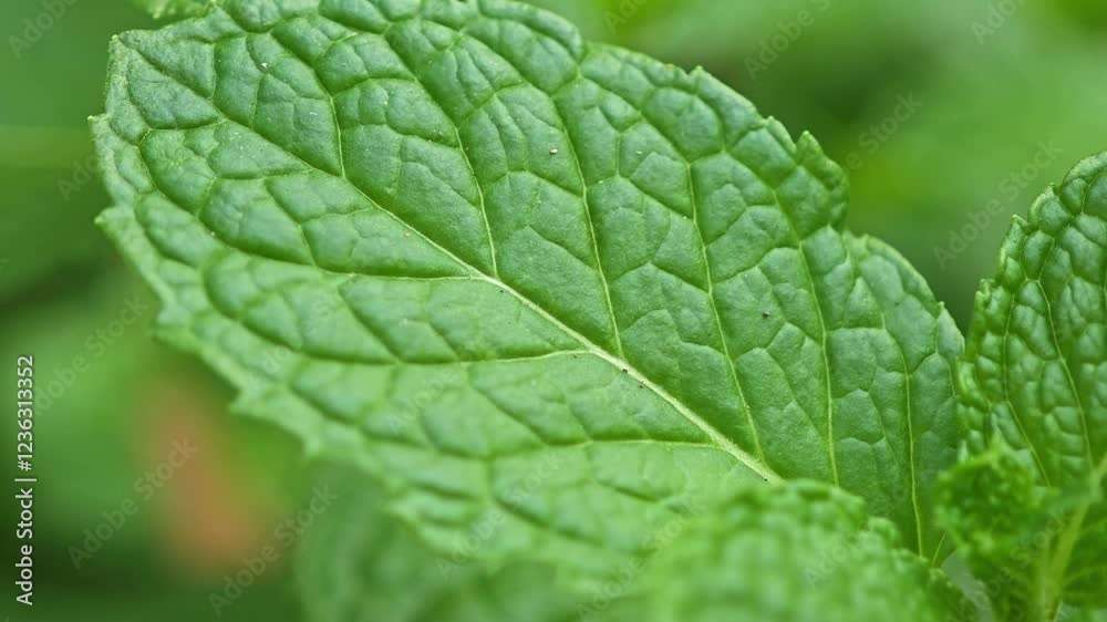 Peppermint leaf texture close up Peppermint leaf texture close up