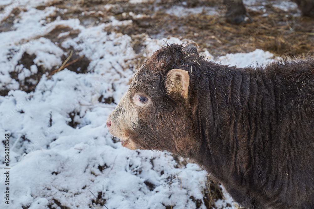 Cattle (Bos taurus) cow portrait Cattle (Bos taurus) cow portrait