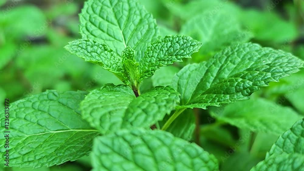 Organic green mint leaves in the garden close up Organic green mint leaves in the garden close up
