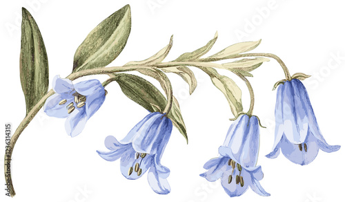 Winter elegance captured in a vintage bluebell flower with soft blue petals, a timeless botanical drawing perfect for seasonal decor