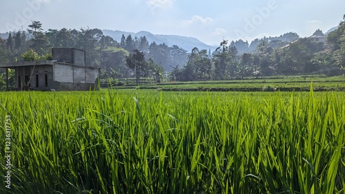 Reisfeld Java Indonesien