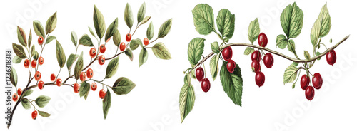 Wallpaper Mural Vintage-inspired holiday decoration featuring an intricate antique botanical drawing of a red berry branch with delicate green leaves, ideal for adding a classic touch to your seasonal décor. Torontodigital.ca