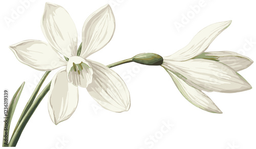 Elegant antique snowdrop flower illustration, a perfect vintage addition for winter beauty lovers and botanical art enthusiasts.