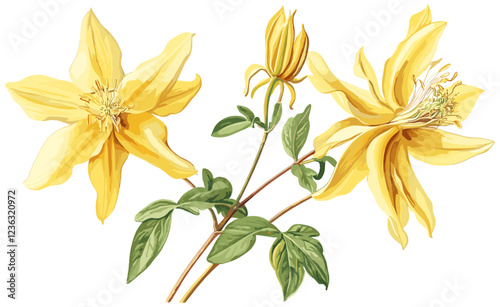 Yellow columbine flower botanical illustration, antique vintage drawing with intricate details that bring winter elegance and timeless beauty to any space or collection.