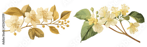 Antique botanical illustration of a linden flower, with soft yellow hues and winter elegance, blending vintage beauty with a touch of nature’s charm.