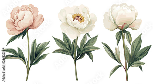 Antique botanical illustration of a peony flower