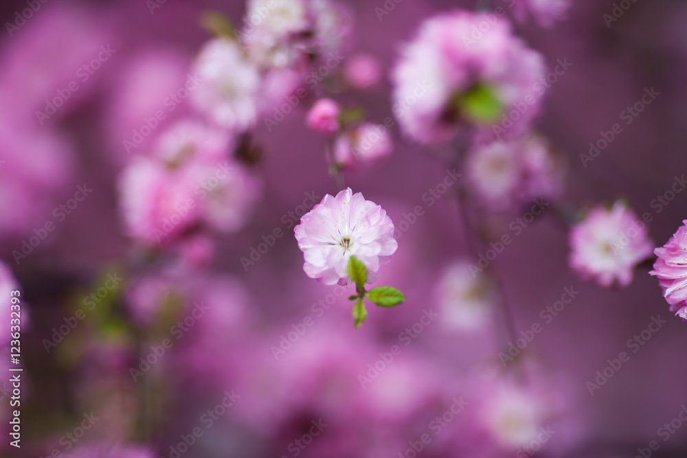delicate pink blossom stands out against a blurred background of similar flowers, creating a dreamy delicate pink blossom stands out against a blurred background of similar flowers, creating a dreamy