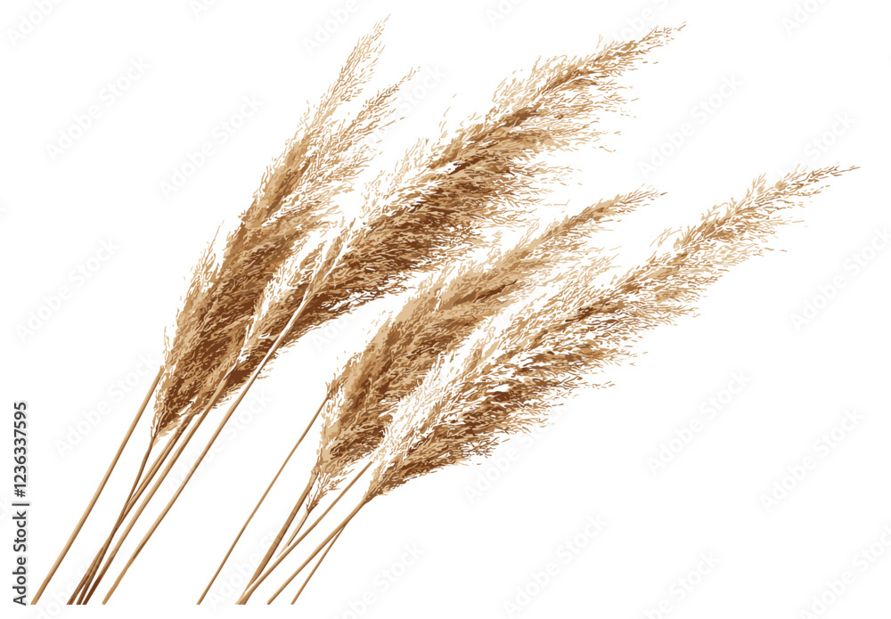 Dried Pampas Grass in Old-Fashioned Botanical Print, Perfect for Vintage Nature-Inspired Home Decor, Bringing a Timeless Look to Your Living Space with Natural Elegance