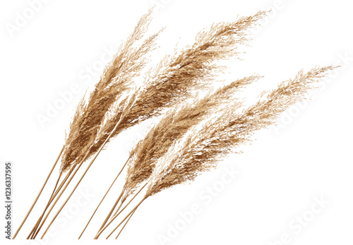 Dried Pampas Grass in Old-Fashioned Botanical Print, Perfect for Vintage Nature-Inspired Home Decor, Bringing a Timeless Look to Your Living Space with Natural Elegance