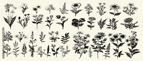 Set of vintage garden flowers in black and white, detailed botanical vector illustration with fine lines and shading