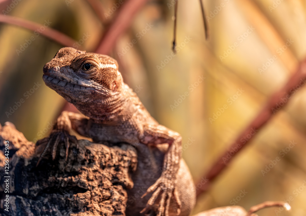 Fototapeta premium Bearded agama lizard close-up.