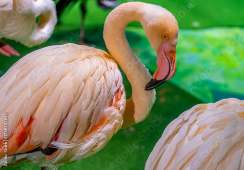 Pink flamingos in the zoo close-up. photo