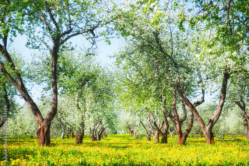 Blooming apple trees on the meadow with yellow dandelions. Apple blossoms against the blue sky Blooming apple trees on the meadow with yellow dandelions. Apple blossoms against the blue sky