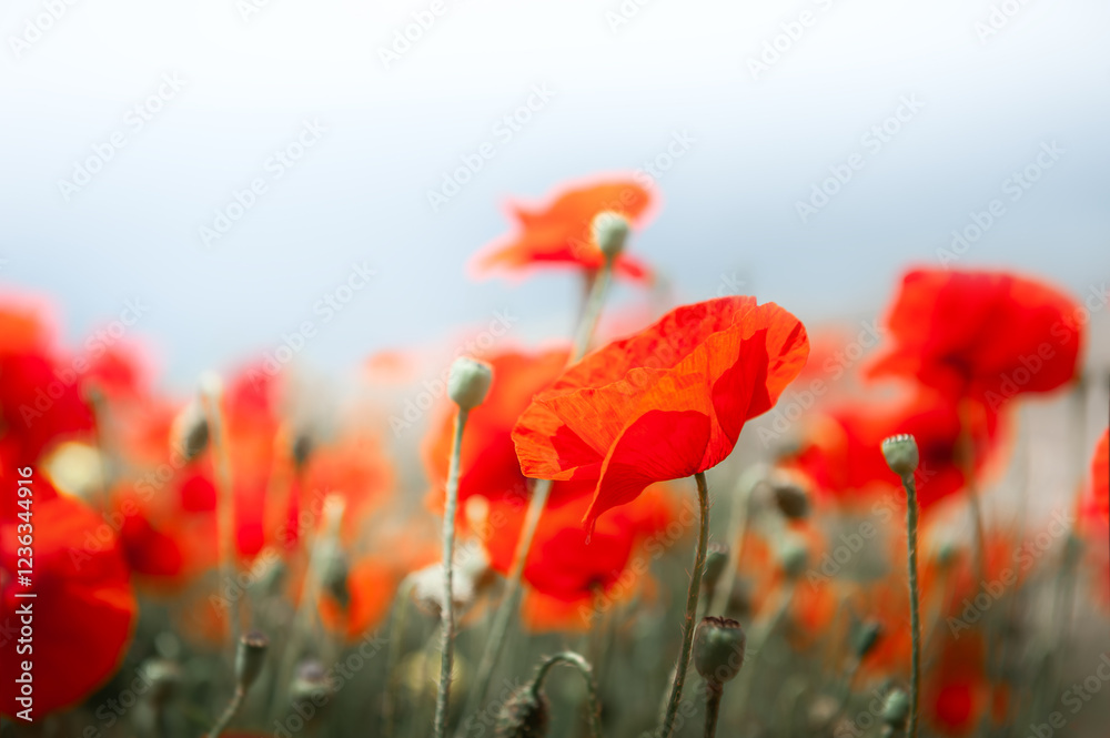 Red poppy flowers against the cloudy sky in foggy morning.