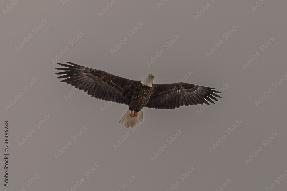 Fototapeta premium Bald Eagle flies over the Delaware River