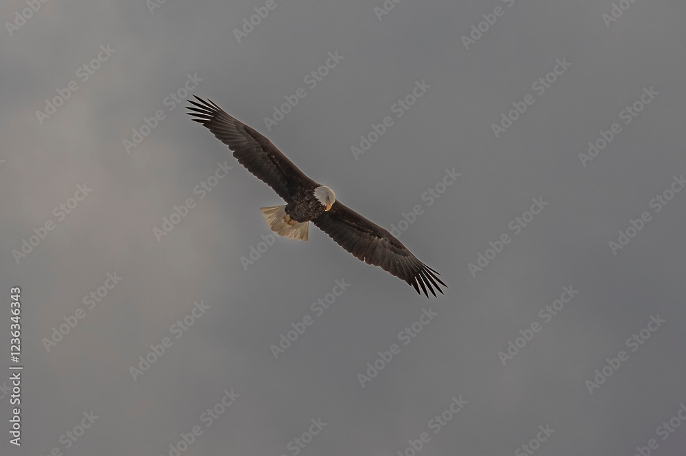 Obraz premium Bald Eagle scans the Delaware River below