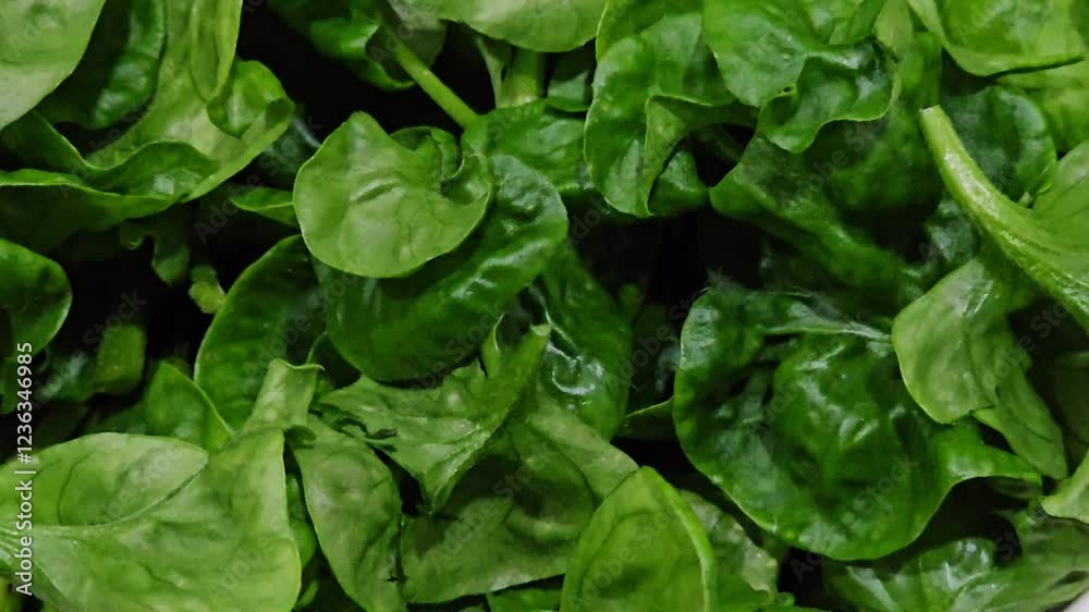 Fresh Brazillian spinach or Watercress or Alternanthera sisoo or Samba lettuce.Indonesian called Bayam Brazil or Bayam Brasil.Original vegetable from South america,Africa and Asia Fresh Brazillian spinach or Watercress or Alternanthera sisoo or Samba lettuce.Indonesian called Bayam Brazil or Bayam Brasil.Original vegetable from South america,Africa and Asia
