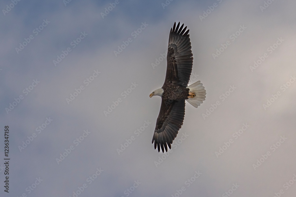 Fototapeta premium Bald Eagle flies over the Delaware River