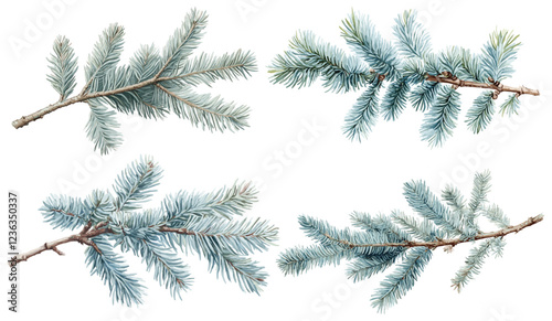 Blue spruce branch botanical illustration with soft green needles, a vintage touch ideal for enhancing your holiday decorations, bringing nature’s elegance to festive settings.