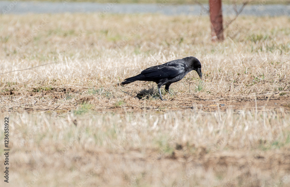 Obraz premium American Crow
