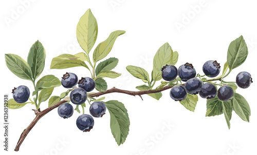 A vintage botanical depiction of a blueberry branch, ripe blue berries, green leaves, and festive flavor, perfect for evoking a sense of seasonal joy and nature's timeless beauty.