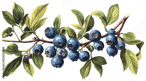 An old botanical illustration of a blueberry branch adorned with ripe blue berries, green leaves, and festive flavor, bringing nature’s beauty and the spirit of the season together.